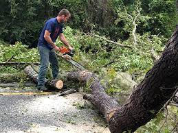 Best Fruit Tree Pruning  in Eden, NC