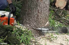 Best Pest Control for Lawns  in Eden, NC