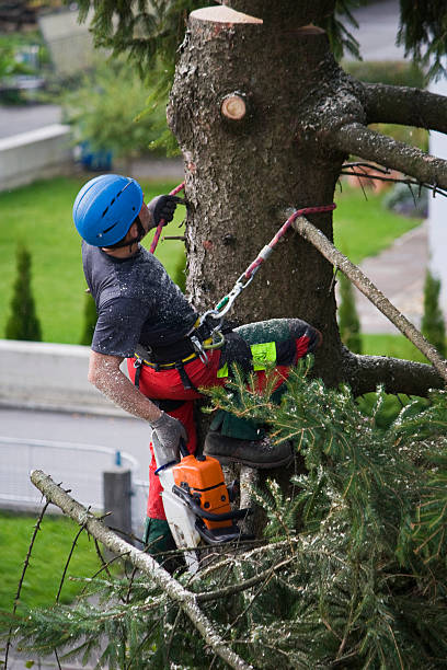 Trusted Eden, NC Tree Removal Experts